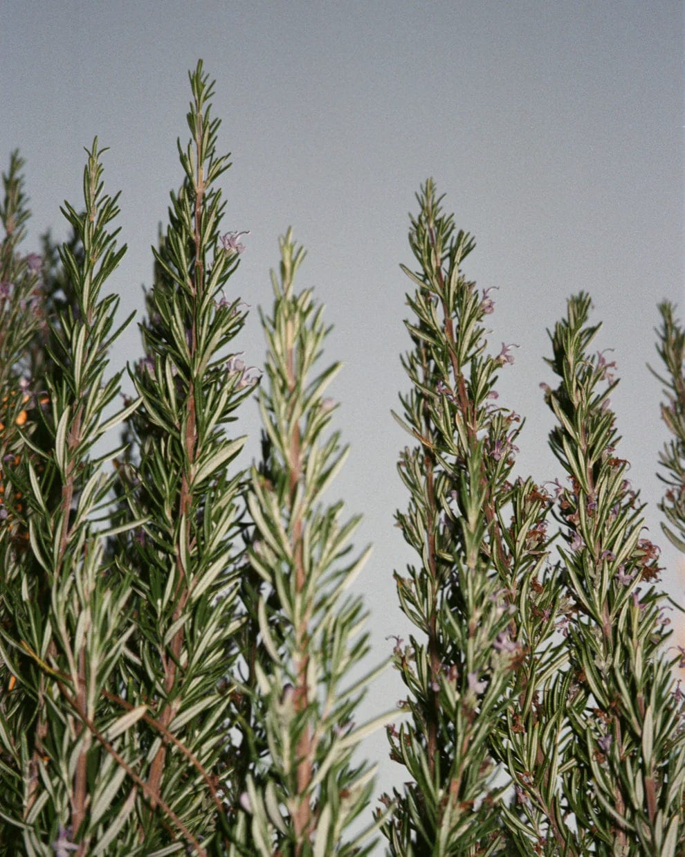 L:A BRUKET - 094 Hand & Body Wash Sage / Rosemary / Lavender - The Natural Beauty Club