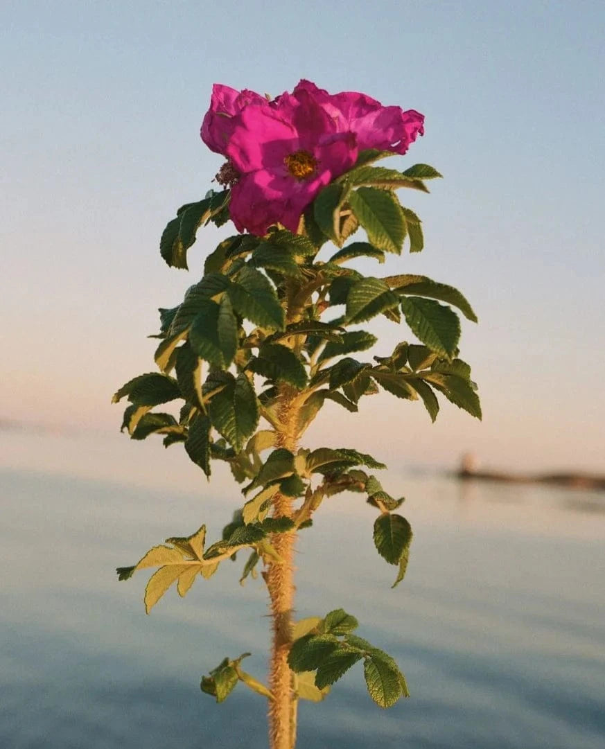 329 Hand Cream/ Beach Rose - The Natural Beauty Club