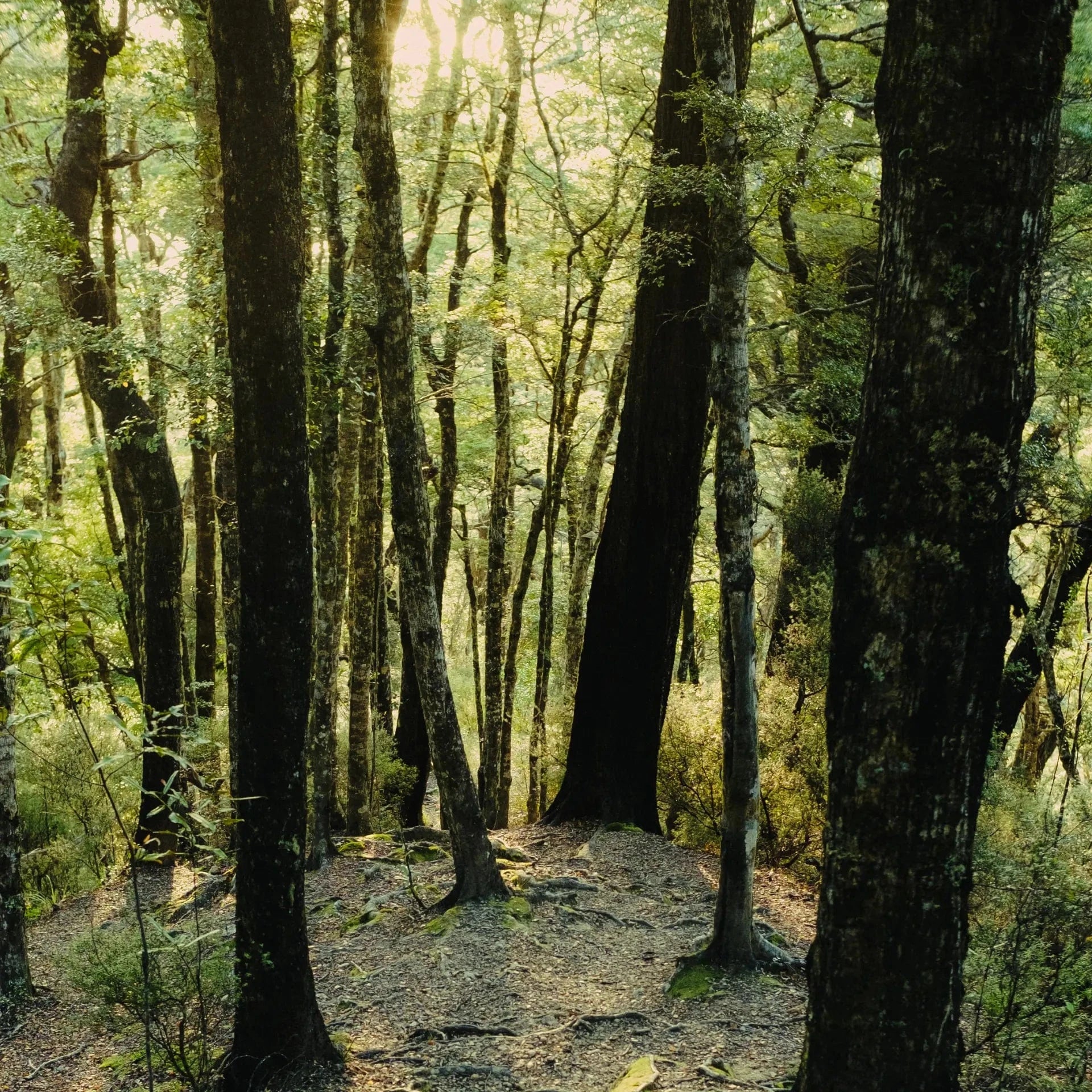 Green Cedar