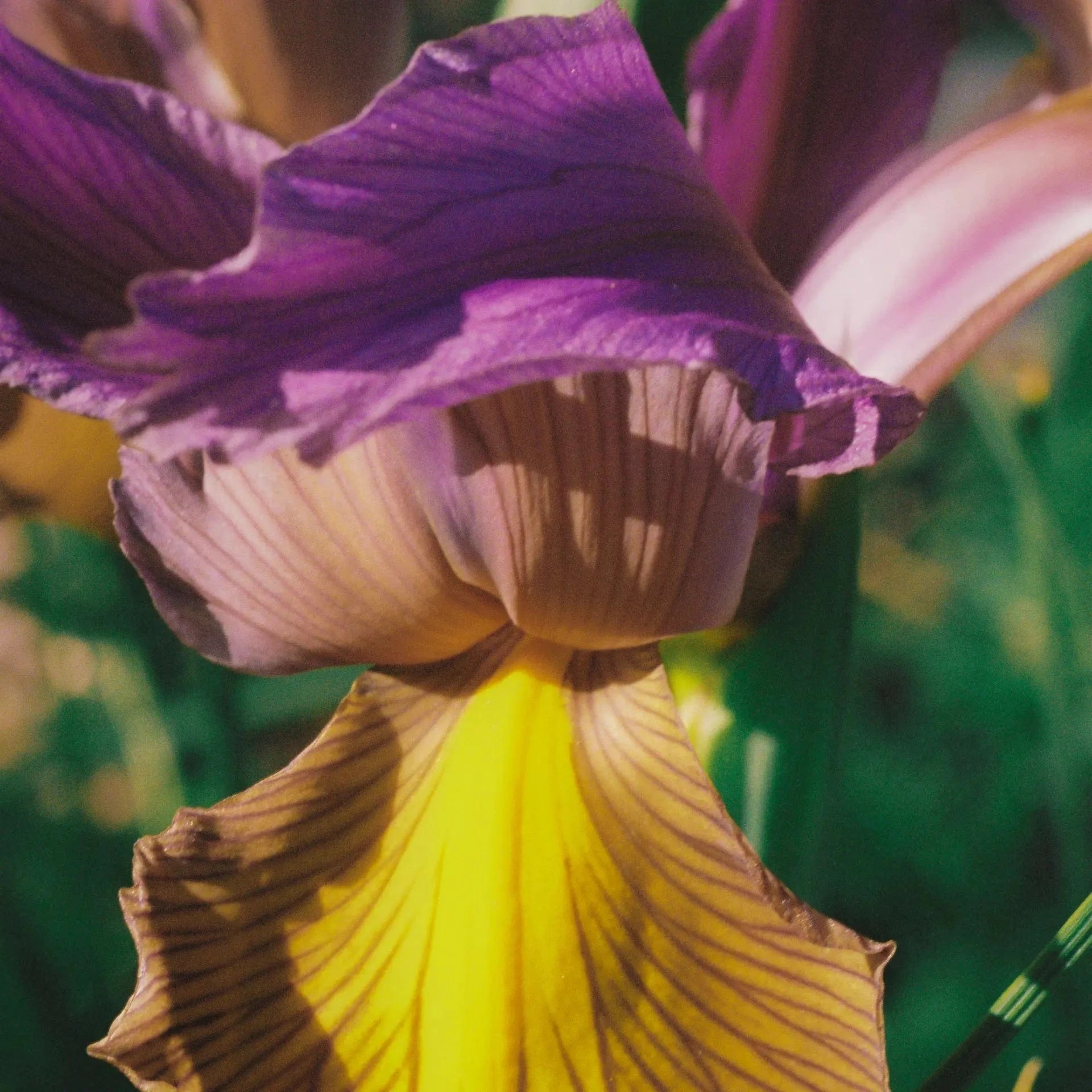 Pink Iris